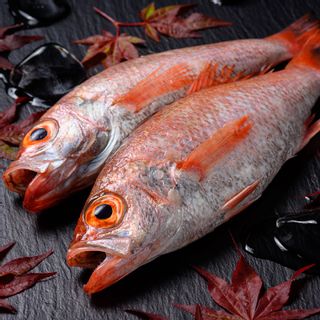 【海鮮の匠 魚政】のどぐろ熟成一汐(ノドグロ、のど黒、アカムツ)350g級使用 仕上がり後 260g以上 3尾セットの画像 2枚目