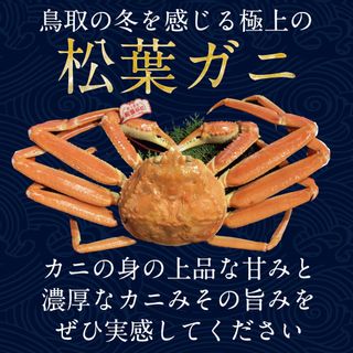 664．【選べます！活またはボイル】タグ付き松葉ガニ　大1枚（800g前後） 鳥取県北栄町のサムネイル画像 3枚目