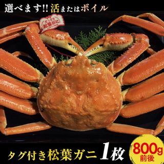 664．【選べます！活またはボイル】タグ付き松葉ガニ　大1枚（800g前後）の画像 1枚目