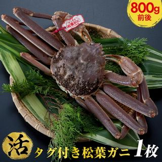 664.【選べます!活またはボイル】タグ付き松葉ガニ 大1枚(800g前後)の画像 2枚目