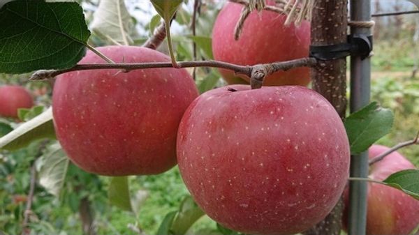 長野県産 「シナノレッド」の画像