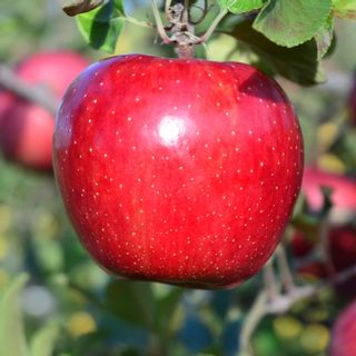 りんご サンふじ 青森県三戸町のサムネイル画像 1枚目