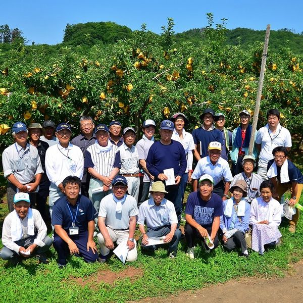 りんご 冬恋はるか 約2.5kg  岩手県花巻市のサムネイル画像 2枚目