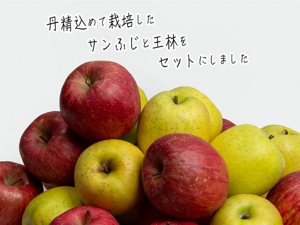 りんご 青森 サンふじ 王林 約 5kg (12～18玉) 青森県鰺ヶ沢町のサムネイル画像 3枚目