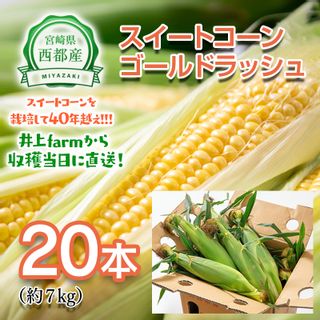 朝どれスイートコーン20本入約7kg 宮崎県西都市のサムネイル画像 1枚目