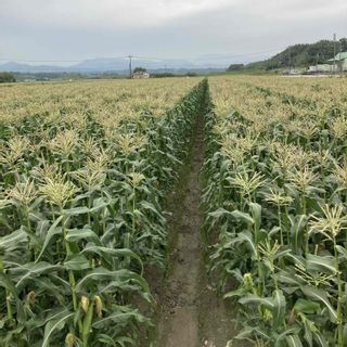 朝どれスイートコーン20本入約7kg 宮崎県西都市のサムネイル画像 2枚目