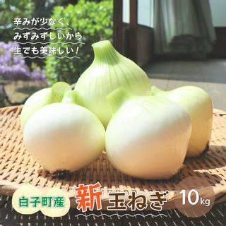 【令和6年の先行予約募集・数量限定】生で食べても美味しい！白子産の新玉ねぎ10kg  千葉県白子町のサムネイル画像 1枚目