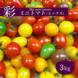 トマト ミニトマト 3kg カラートマトの画像 1枚目