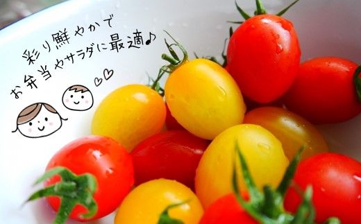 トマト ミニトマト 3kg カラートマト 熊本県玉名市のサムネイル画像 3枚目