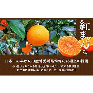 紅まどんな 青秀3L～L（10玉～15玉） 愛媛県東温市のサムネイル画像 4枚目