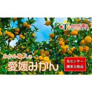 【訳あり】愛媛みかん 約5kg 光センサー選果  愛媛県愛南町のサムネイル画像 1枚目