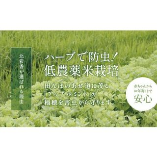 A060 令和5年産 妹背牛産【北彩香（ゆめぴりか）】白米60kg〈一括〉 北海道妹背牛町のサムネイル画像 2枚目