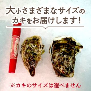 海のミルク サロマ湖産 殻付2年物カキ貝 5kg(35～50個入) 北海道北見市のサムネイル画像 3枚目
