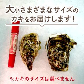 海のミルク サロマ湖産 殻付2年物カキ貝 5kg(35~50個入)の画像 3枚目