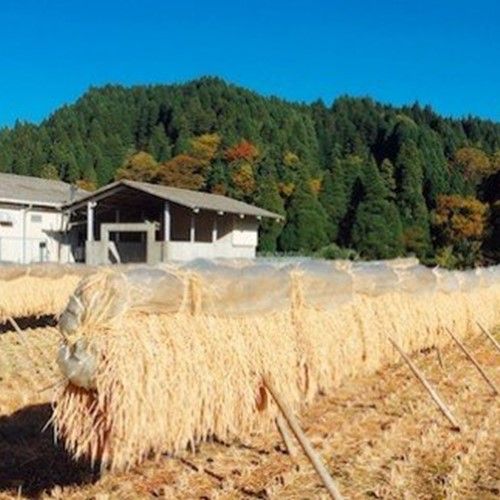 こだわりの自家栽培もち米で作る丸餅10個×3袋（30個） 熊本県南小国町のサムネイル画像 3枚目