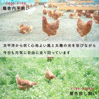 【12回定期便】平飼い有精卵 25個の画像 2枚目