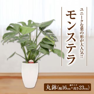 モンステラ(観葉植物) 丸鉢 熊本県益城町のサムネイル画像 2枚目