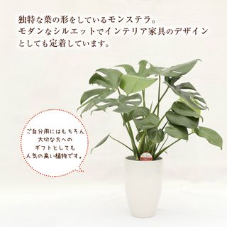 モンステラ(観葉植物) 丸鉢 熊本県益城町のサムネイル画像 3枚目