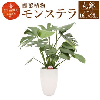 モンステラ(観葉植物) 丸鉢の画像 1枚目