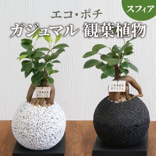 エコ・ポチ スフィア ガジュマル 観葉植物 熊本県天草市のサムネイル画像 1枚目