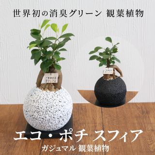 エコ・ポチ スフィア ガジュマル 観葉植物の画像 2枚目