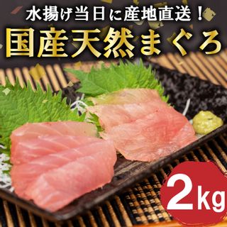 生ビンチョウ鮪 2kg 高知県須崎市のサムネイル画像