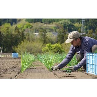 厳冬期の下仁田ねぎ（L 20本） F21K-033 群馬県下仁田町のサムネイル画像 3枚目