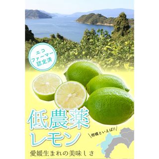 愛媛県大三島産レモン 3kg A品の画像 1枚目