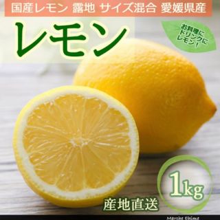 レモン1kg サイズ混合　路地 マルシェ愛媛のサムネイル画像 1枚目