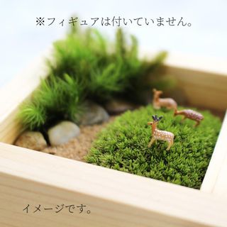 和風 苔テラリウム キット 檜 檜枡 ヒノキゴケ タマゴケ の画像 3枚目