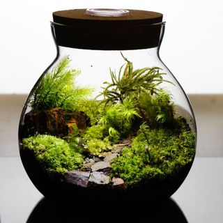 LEDライト付 ボトルテラリウム 14cm 苔テラリウム 完成品 苔庵介るのサムネイル画像 1枚目