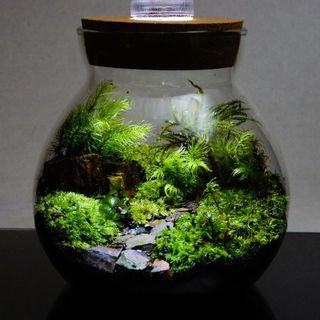 LEDライト付 ボトルテラリウム 14cm 苔テラリウム 完成品 苔庵介るのサムネイル画像 2枚目