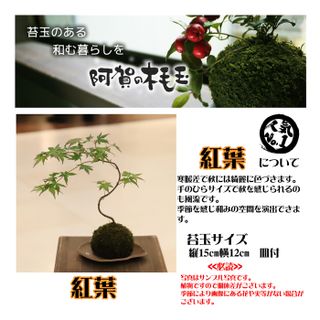 もみじ　苔玉の画像 2枚目