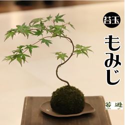 もみじ　苔玉の画像 1枚目