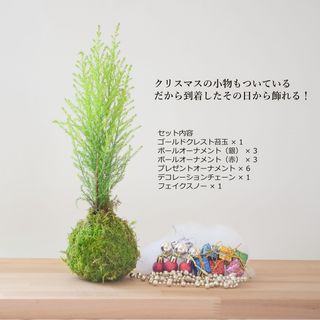 苔玉 苔 盆栽 クリスマス 【 クリスモスツリー ( ゴールドクレスト苔玉 ) 】 弥栄苔（やさかごけ）のサムネイル画像 2枚目