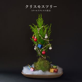 苔玉 苔 盆栽 クリスマス 【 クリスモスツリー ( ゴールドクレスト苔玉 ) 】 弥栄苔（やさかごけ）のサムネイル画像 1枚目