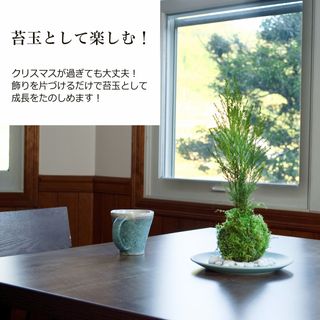 苔玉 苔 盆栽 クリスマス 【 クリスモスツリー ( ゴールドクレスト苔玉 ) 】 弥栄苔（やさかごけ）のサムネイル画像 3枚目