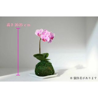 苔玉 マイクロ胡蝶蘭 1本立 3号 Tokyo small gift（トウキョウ スモール ギフト）のサムネイル画像 2枚目