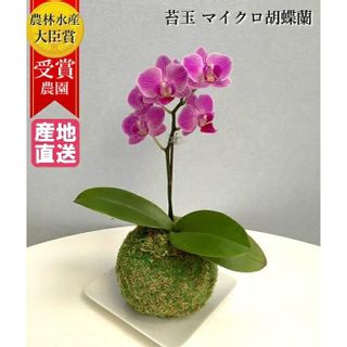 苔玉 マイクロ胡蝶蘭 1本立 3号の画像 1枚目