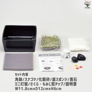 栽培セット コケ 苔日和【盆栽】 株式会社ITANSE（イタンセ）のサムネイル画像 2枚目