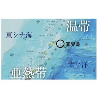 「喜界島」海と陸の造礁サンゴ図鑑の画像 3枚目