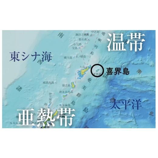 「喜界島」海と陸の造礁サンゴ図鑑 鹿児島県喜界町のサムネイル画像 3枚目