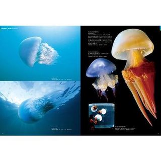 清水町ふるさと大使 海洋生物写真家 峯水亮氏の著書「日本クラゲ大図鑑」 静岡県清水町のサムネイル画像 2枚目