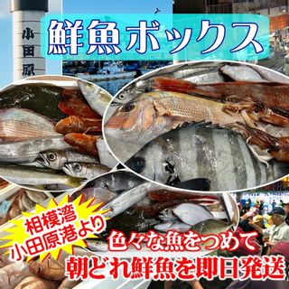 鮮魚セット 小田原 朝獲れ ぎゅうぎゅうセット 5kg 小田原うまいもの市場のサムネイル画像 1枚目