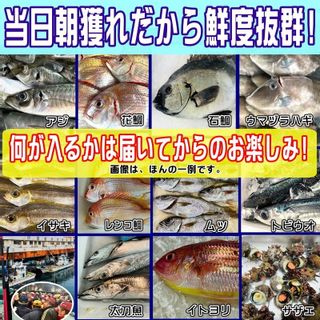 鮮魚セット 小田原 朝獲れ ぎゅうぎゅうセット 5kgの画像 2枚目