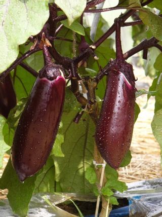 新潟県とよさか木崎地区産　やきなす　約5kg 愛菜園倶楽部のサムネイル画像 1枚目