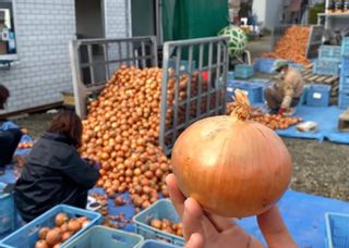 富良野たまねぎ【北もみじ】3㎏ 寺坂農園のサムネイル画像 2枚目