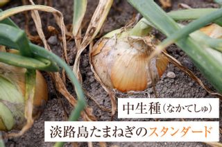 淡路島玉ねぎ 蜜玉（みつたま）3kg 株式会社うずのくに南あわじのサムネイル画像 1枚目