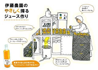 100%ピュアジュース 2本ギフトセット(みかん、はっさく) 伊藤農園のサムネイル画像 2枚目