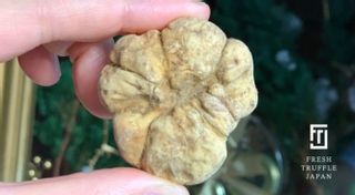 イタリア産・白トリュフ FRESH TRUFFLE JAPANのサムネイル画像